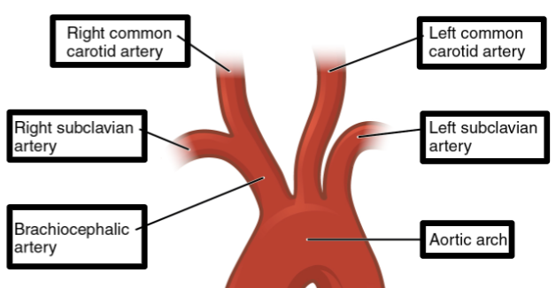 <ul><li><p>Right/left coronary arteries</p></li><li><p>Aortic arch</p><ul><li><p>Brachiocephalic</p></li><li><p>Left common carotid</p></li><li><p>Left subclavian</p></li></ul></li></ul><p></p>