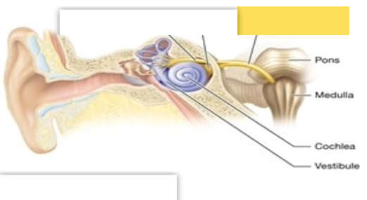 <p><span style="background-color: transparent; font-family: &quot;Times New Roman&quot;, serif;">Sensory Cranial Nerve; balance and equilibrium</span></p>