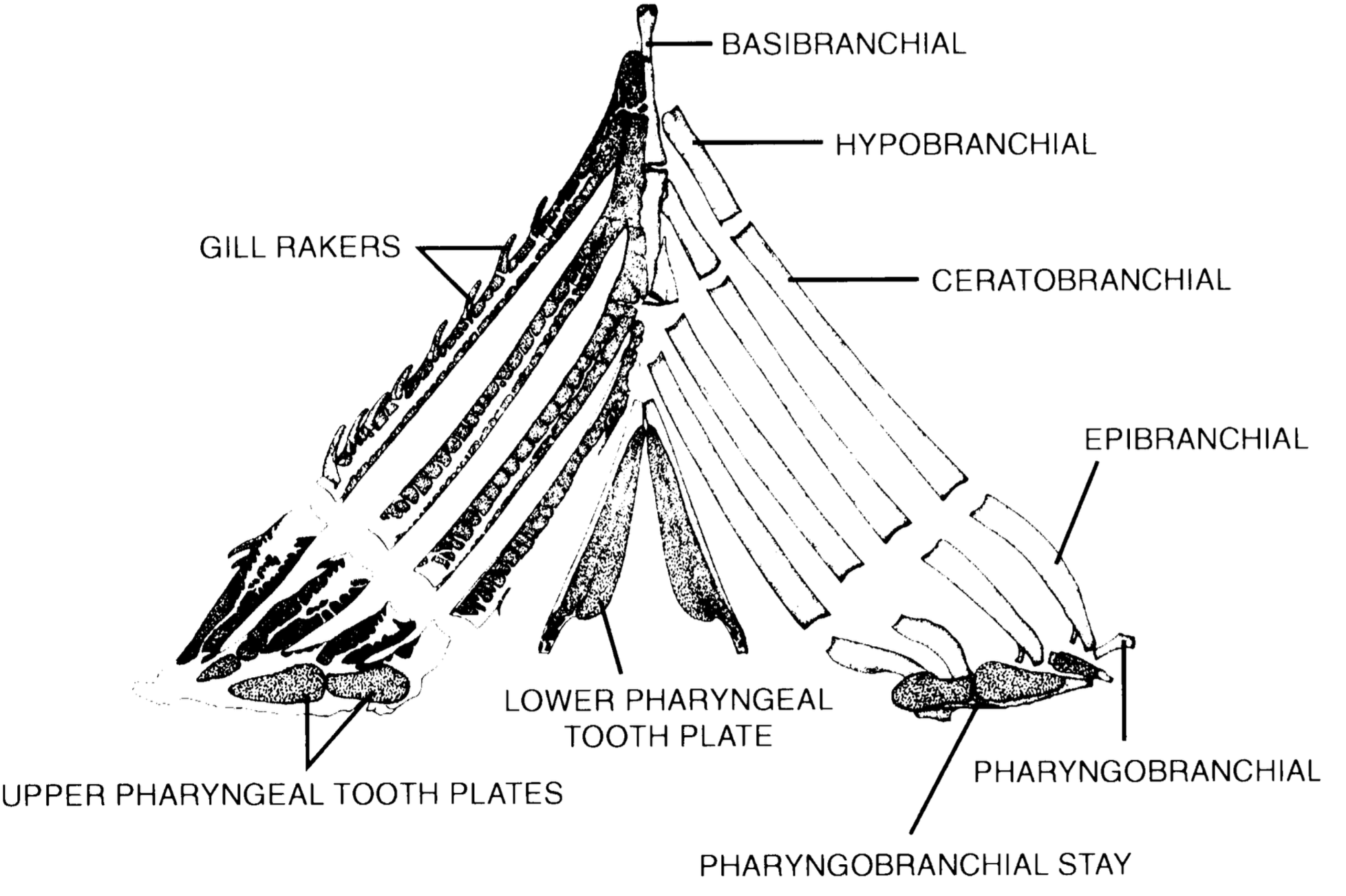 <p>The arrangement of gill arches that support gill filaments and are involved in respiration.</p>