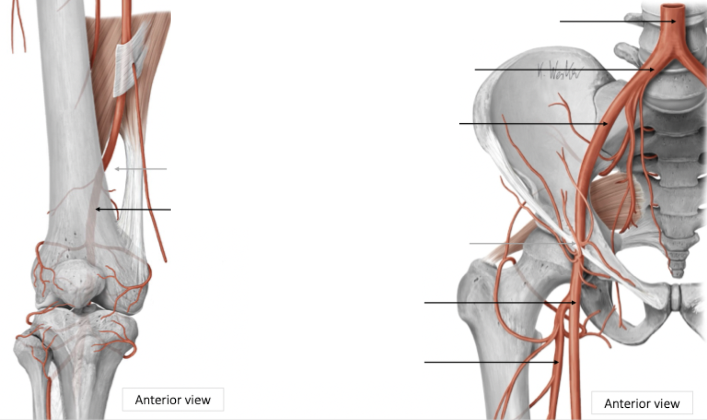 <p>Pelvis → Upper Leg Arterial Blood Supply</p>