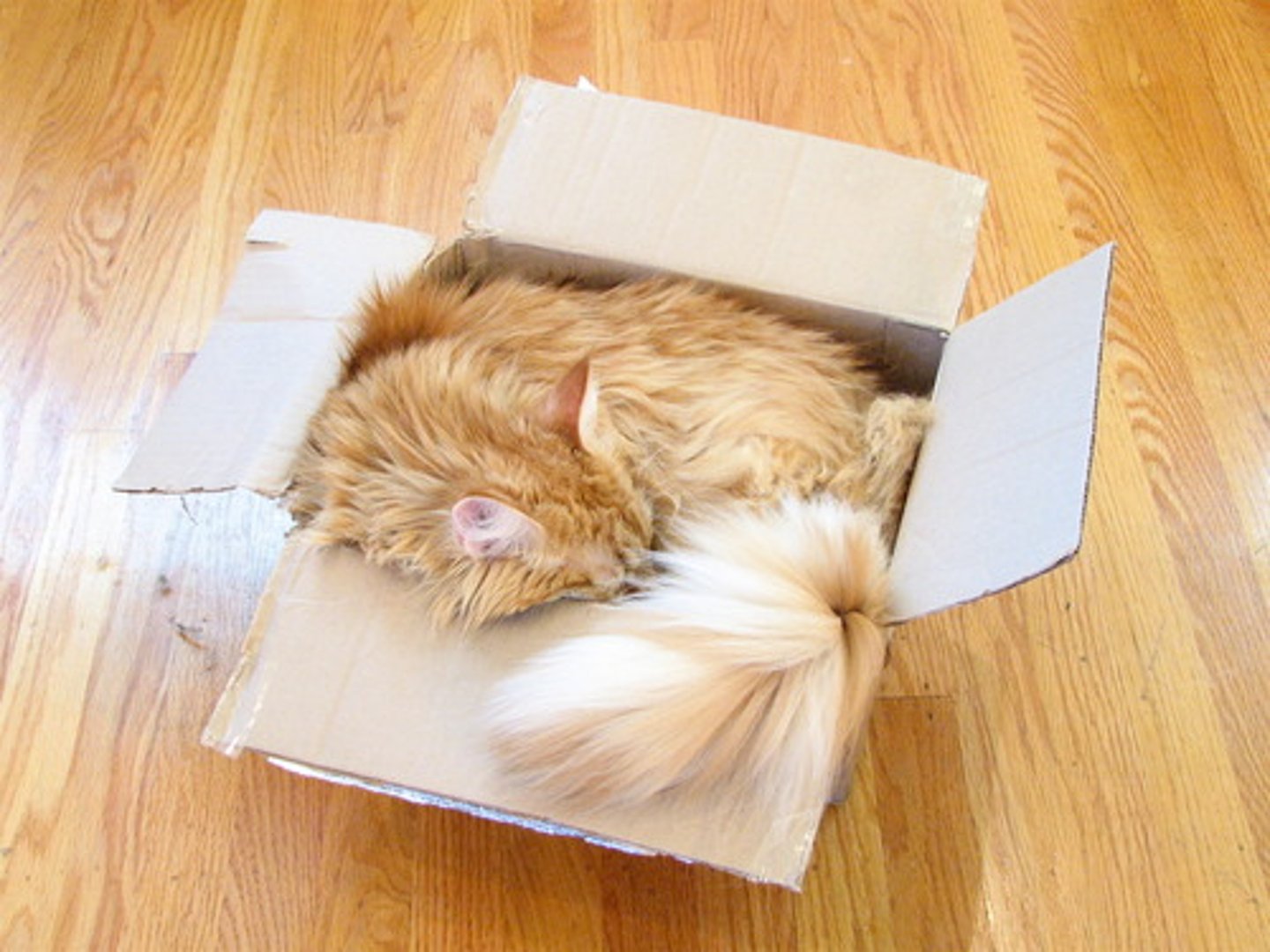 <p>The amount of space an object takes up</p>