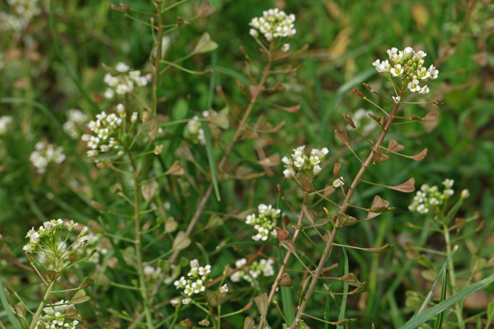 <p>Shepherd’s purse (invasive)</p>