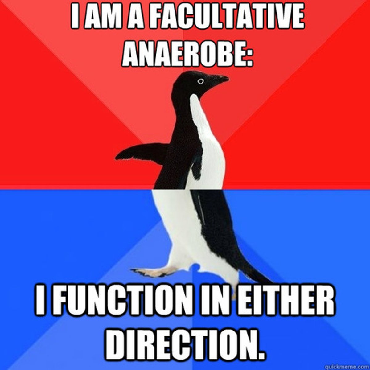 <p>organisms that can perform both aerobic and anaerobic respiration and can survive in oxygen-rich and oxygen-poor environment</p>