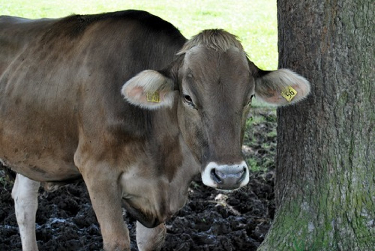 <p>cow</p>