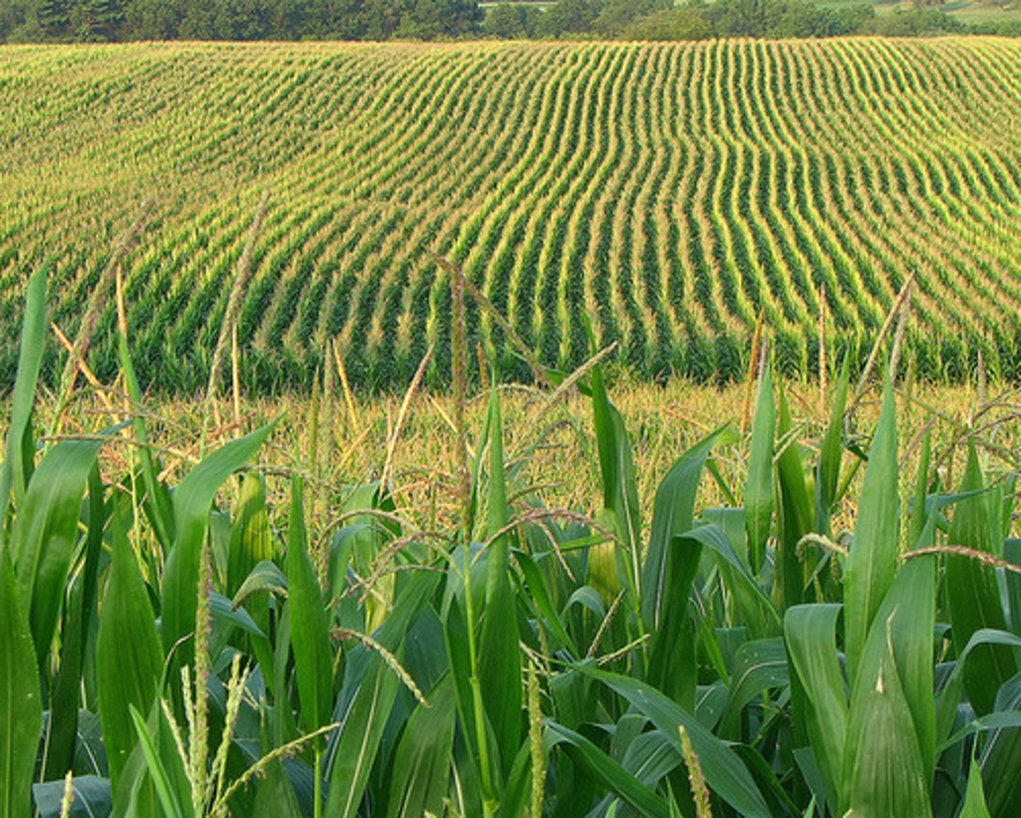 <p>An agricultural method that utilizes large plantings of a single species or variety.</p>
