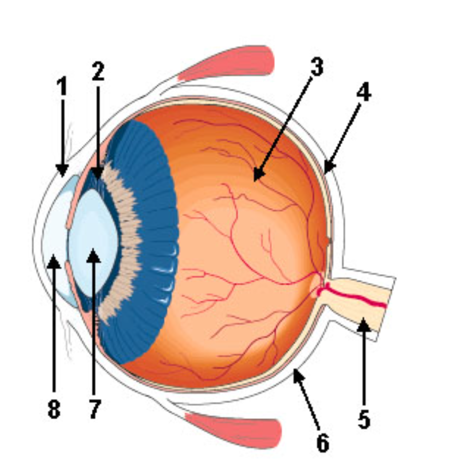 <p>What is 3 Pointing to?</p>