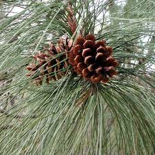 ponderosa pine