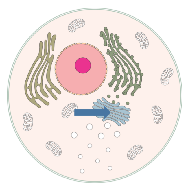 <p>Sorts and packages proteins produced in the rough endoplasmic reticulum.</p>