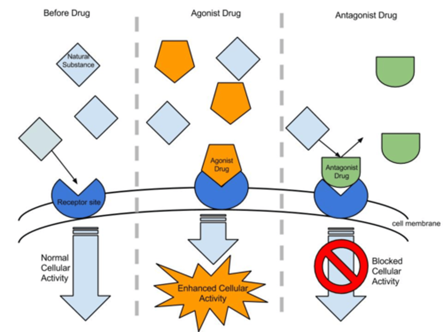 <p>-An Agonist: is a ligand that induces a physiological response. (this agonist can be the natural ligand or a replacement of the natural ligand by an exogenous ligand; as long as it is inducing the decided physiological response)</p><p>-An Antagonist: is a compound that competes with an agonist(ligand) for a given receptor but it does not induce a physiological response/it only inhibits the physiological response( this is a type of competitive inhibition; similar, in concept, to sulfanilamide competitive inhibition PABA in bacteria)</p>