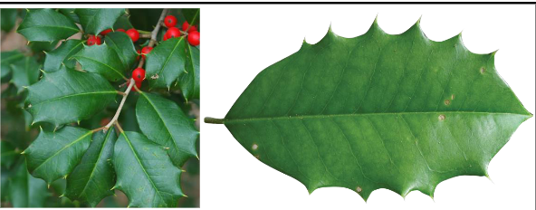 <p>Aquifoliaceae</p><p>Ilex opaca</p>