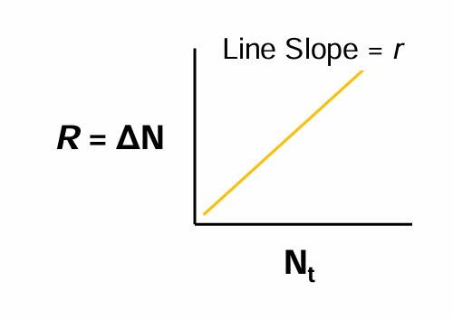 <p><strong>Plot R= ΔN against N<sub>t</sub></strong></p><ul><li><p>Population Growth Rate, <strong>R, is proportional</strong> to Population size or Density</p></li></ul><p>(<strong>more individual = more growth</strong>)</p><p><strong>Example from rabbits</strong>:</p><p>0.05 x 1000 = 50 per year </p><p>0.05 x 2000 = 100 per year</p><p> 0.05 x 3000 = 150 per year </p><p>0.05 x 4000 = 200 per year</p><p></p>