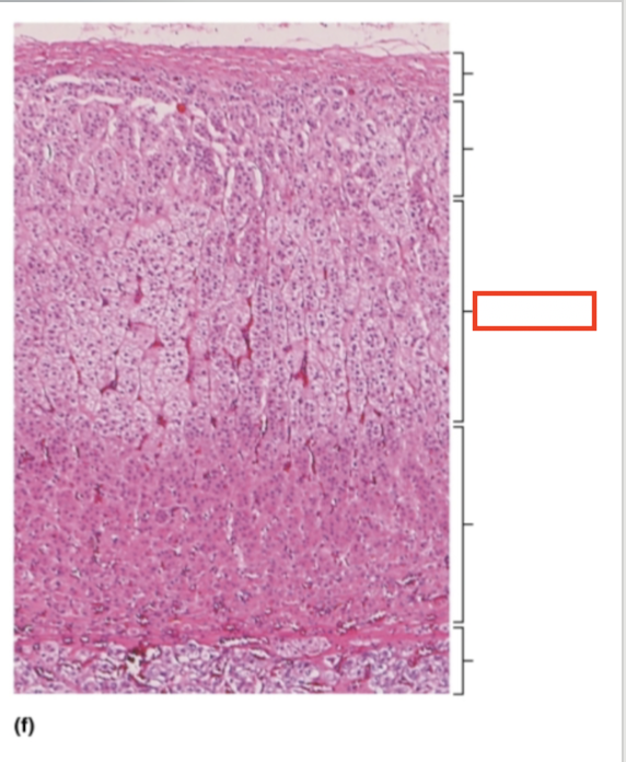 <p>What structure is highlighted?</p>