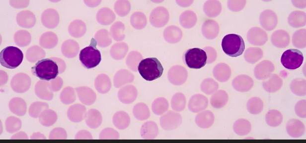 <p>Identify the leukocyte</p>