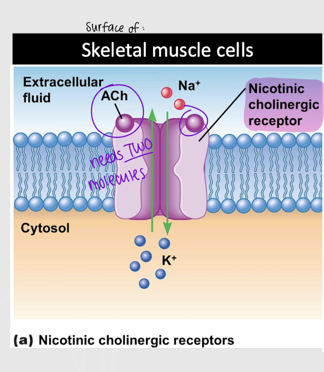 <p>nicotinic cholinergic receptor </p>