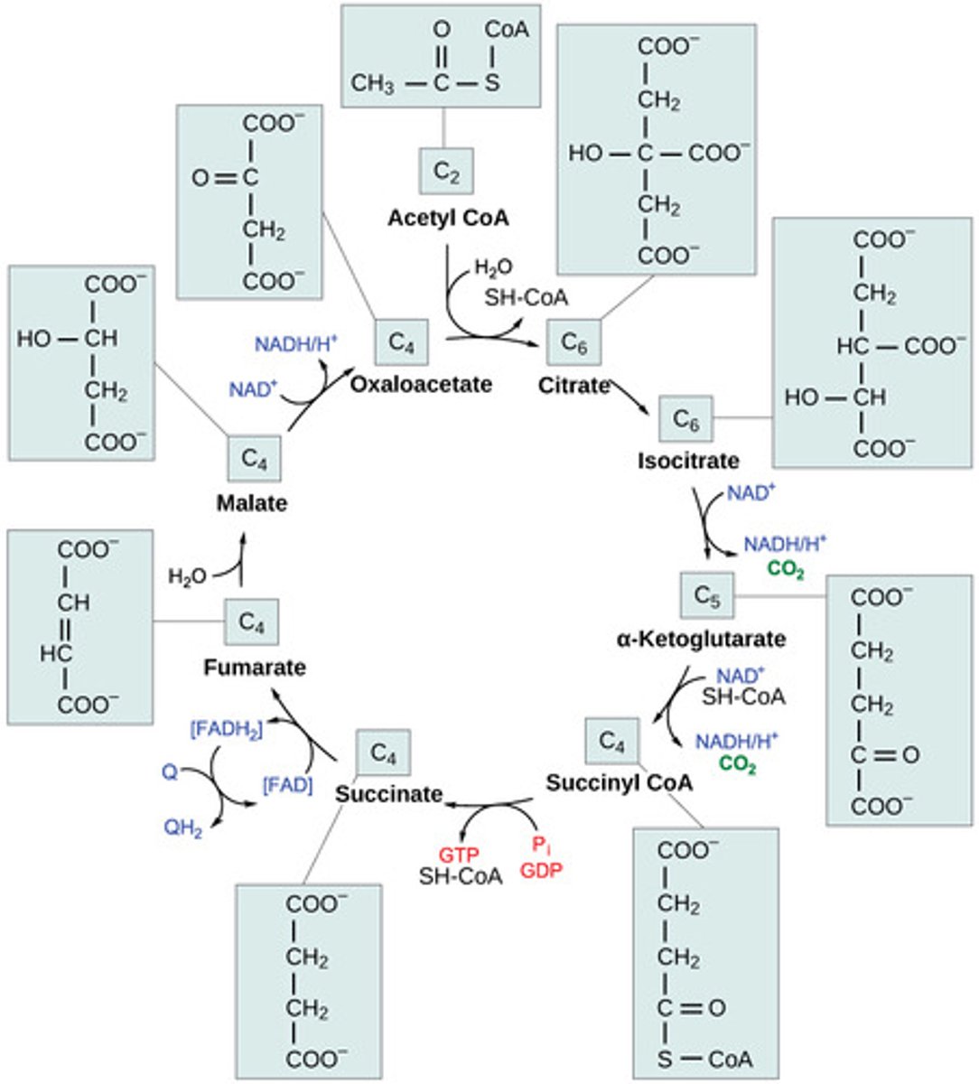 <p>acetyl CoA merges</p><p>with oxaloacetate</p><p>to form citrate</p>