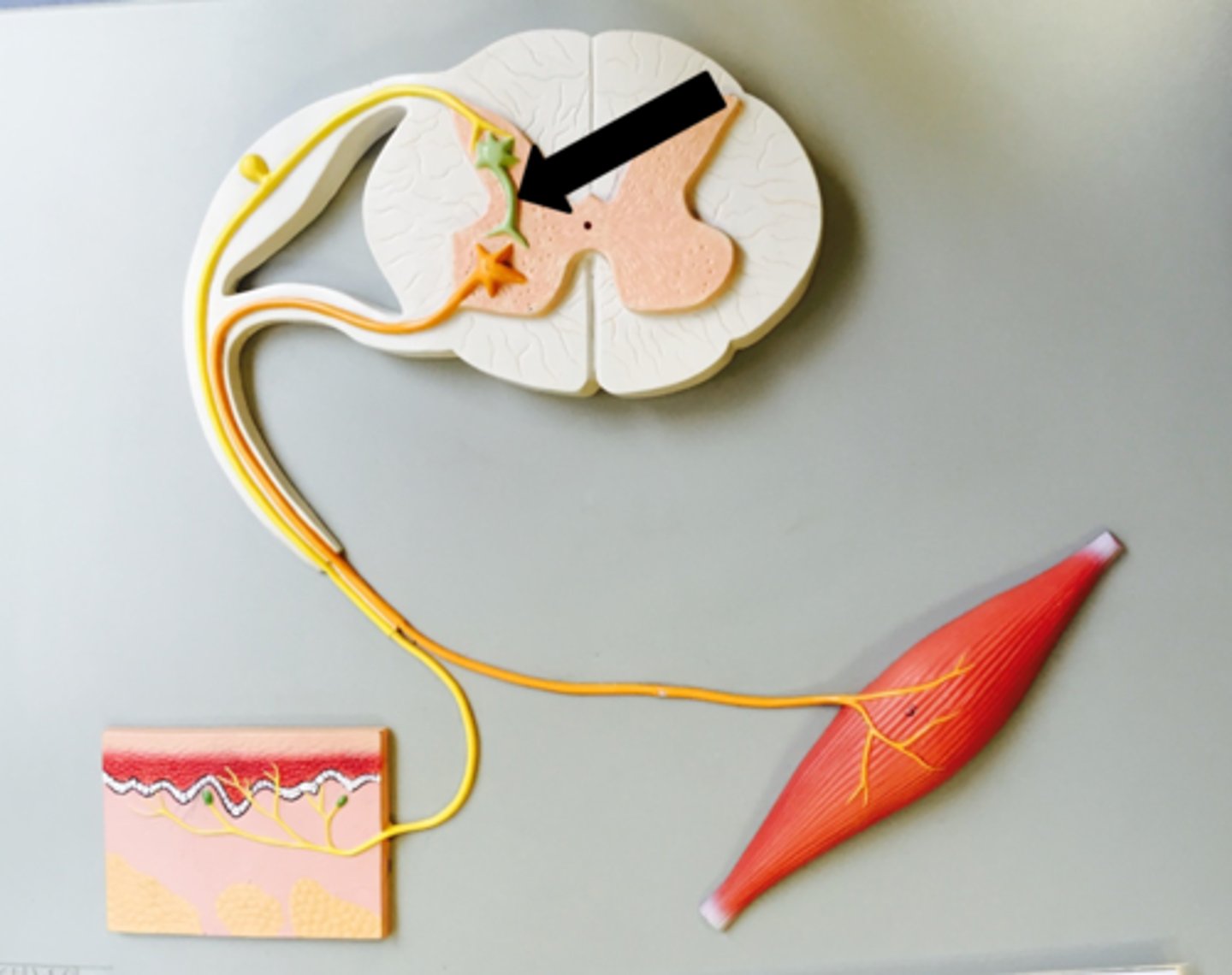 <p>A neuron that has as its primary function the job of connecting other neurons is called a(n) ________.</p>