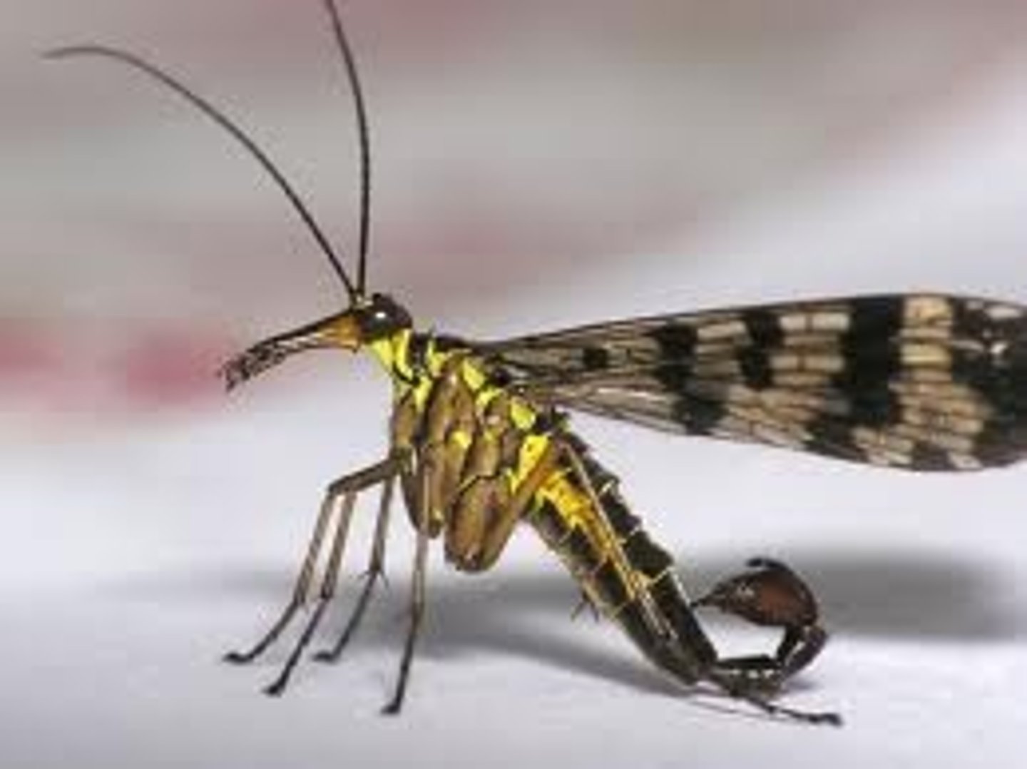 <p>Scorpionflies</p>