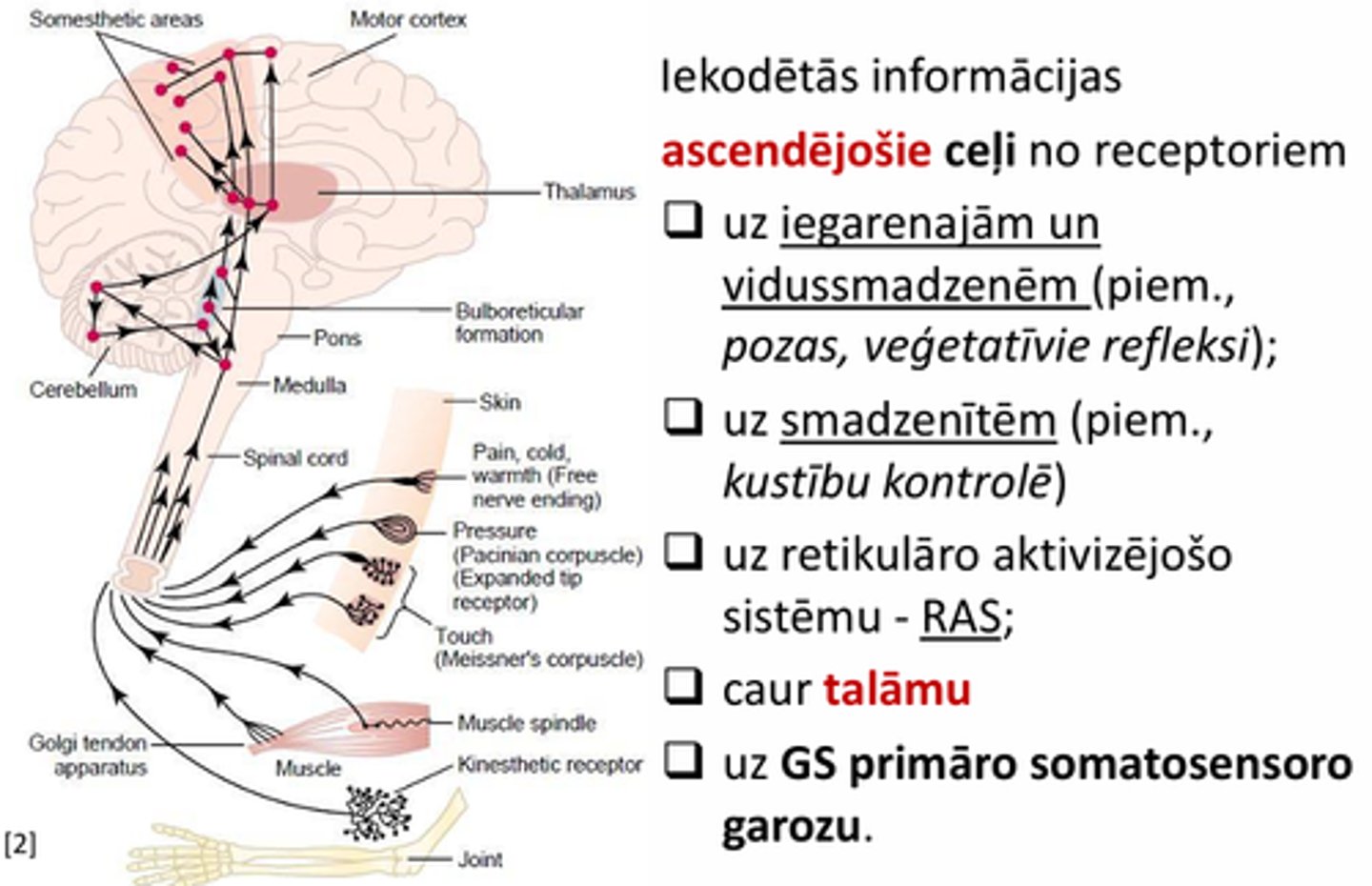 <p>uz GS primāro somatosensoro garozu</p>