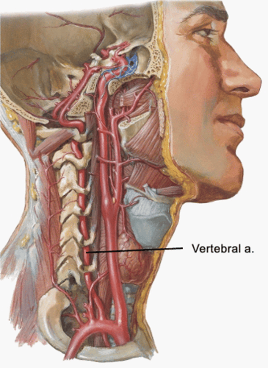<p>vertebral artery</p><p>-enters the transverse foramen of CV6 and continues into cranial cavity to supply the brain</p>