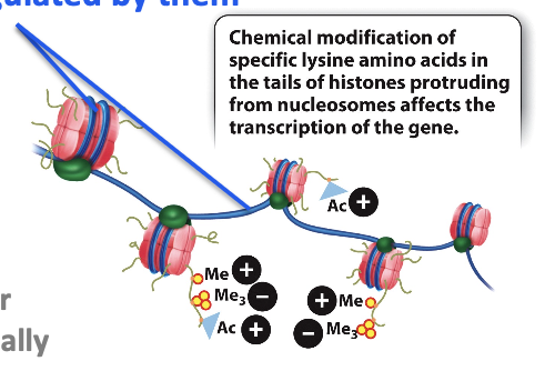 <p>can regulate transcription (and any DNA-dependent process) in different ways — sometimes, they influence the way chromatin folds</p><ul><li><p>sometimes recruit a protein that brings about a change, like increasing transcription rate</p></li><li><p>DNA near the tails is regulated by them</p></li></ul><p></p>