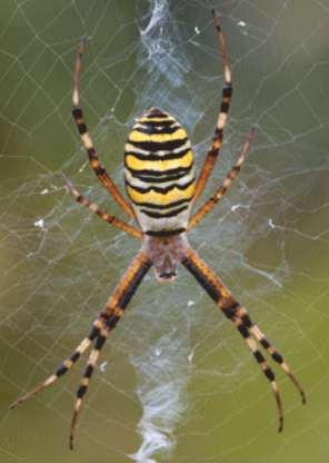 <p>Name one or more traits you can observe to distinguish the identity of <span>Arachnida</span></p>
