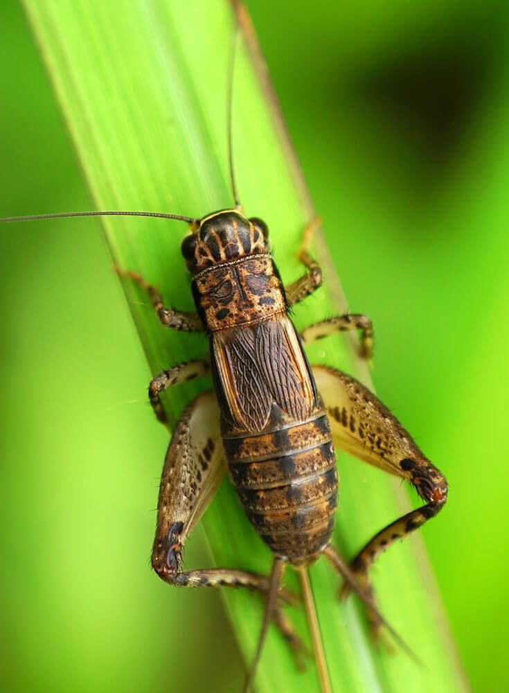 <p>Cricket</p>