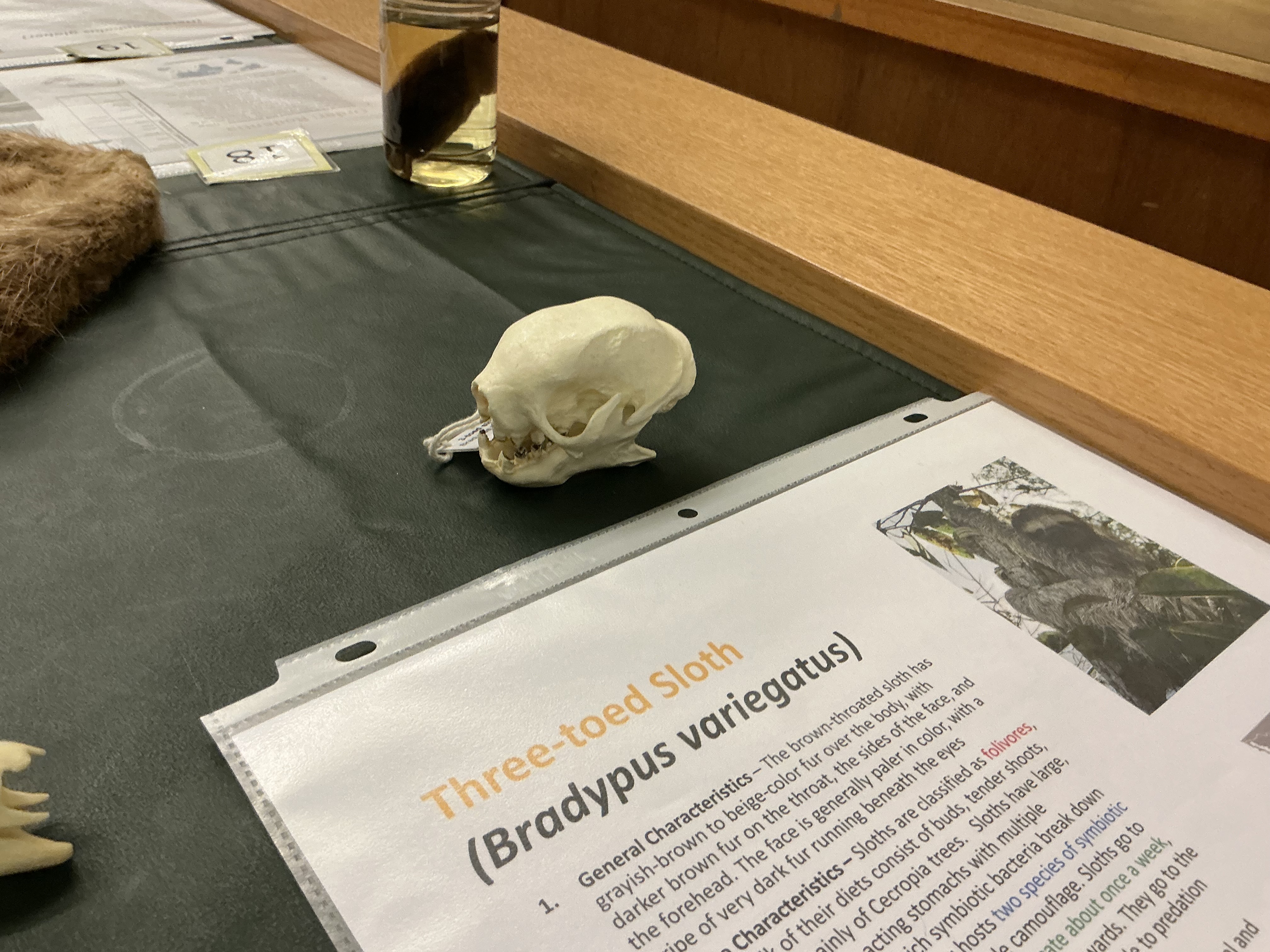 <p>What are sloths classified as? What do they use to camouflage? When are they most vulnerable to predation?</p>