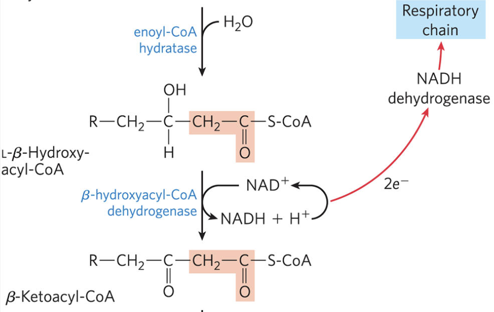 <ul><li><p>L-β-hydroxyacyl-CoA is dehydrogenated to form <strong>β-ketoacyl-CoA</strong></p></li><li><p>catalyzed by<strong> β-hydroxylacyl-CoA dehydrogenase</strong> and specific for the L-isomer</p></li><li><p>NAD<sup>+</sup>&nbsp;is the electron acceptor, and the NADH formed in the reaction donates its electrons to the ETC, leading to the formation of 2.5 ATP</p></li><li><p>analogous to the malate dehydrogenase reaction in TCA cycle</p></li></ul><p></p>