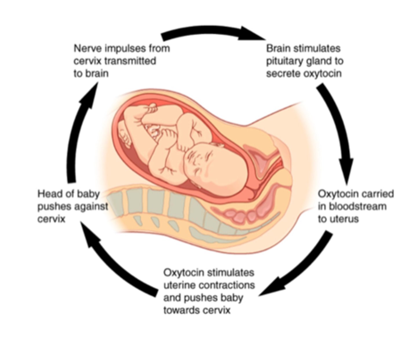 <p><strong><u><mark data-color="#f6f8d5" style="background-color: rgb(246, 248, 213); color: inherit;">intensify </mark></u></strong><mark data-color="#f6f8d5" style="background-color: rgb(246, 248, 213); color: inherit;">the initial stimulus</mark>, leading to an <strong><u>enhancement </u></strong>of the response. Blood clotting and labor contractions are regulated by such mechanisms.</p>