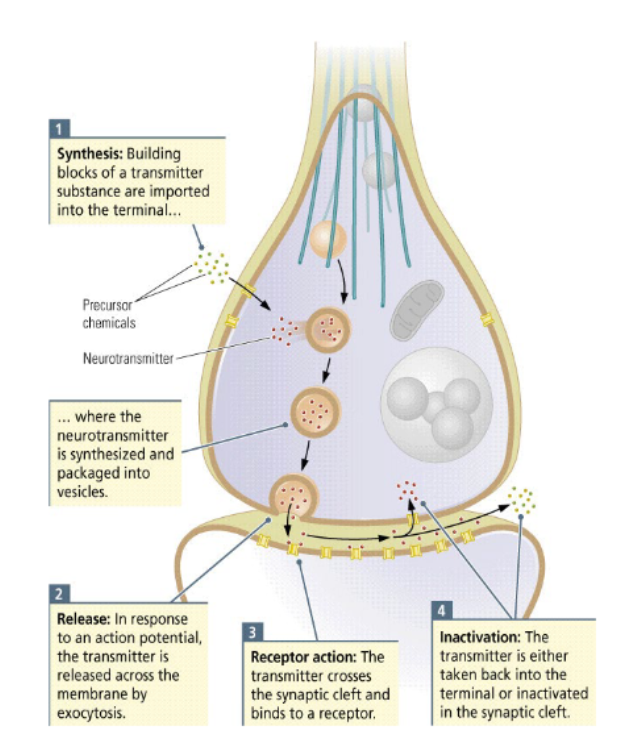 <p>The vesicles containing neurotransmitters dock near release sites on the presynaptic membrane.</p><ul><li><p>Many voltage-activated calcium (Ca2+) channels are embedded in the presynaptic membrane.</p></li><li><p>When an action potential reaches the membrane, it opens the voltage-sensitive calcium channels, enabling an influx of calcium ions into the terminal button.</p></li><li><p>The incoming calcium ions form a complex that binds to vesicles, triggering the release of neurotransmitters into the synaptic cleft.</p></li><li><p>The amount of neurotransmitter released depends on the amount of Ca entering the axon terminal, and the number of vesicles docked at the membrane.</p></li><li><p>Many quanta are needed to induce action potential at the postsynaptic cell. </p></li></ul><p></p>