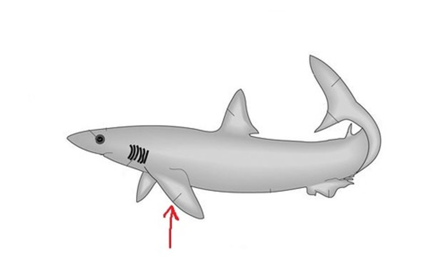 <p>extend from body like wings of a plane; behind shark's head</p>