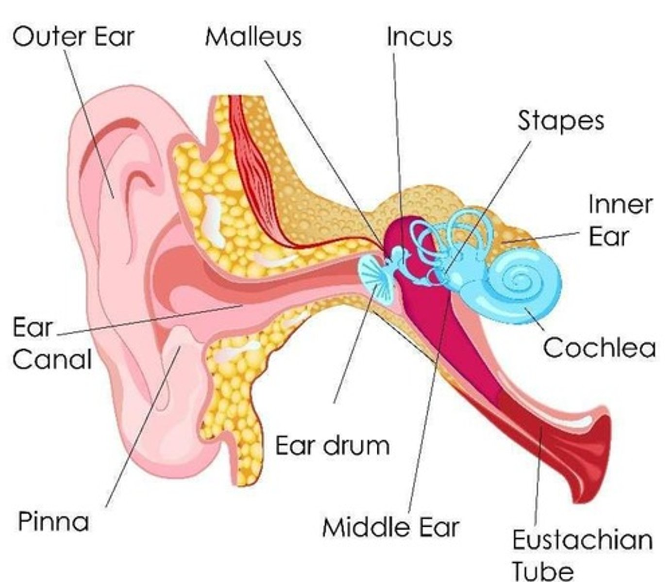 <p>-outer ear with pinnea and external auditory canal</p><p>-middle ear has the 3 bones (malleus, inchs, stapes)</p><p>-then inner ear with the cohlear</p>