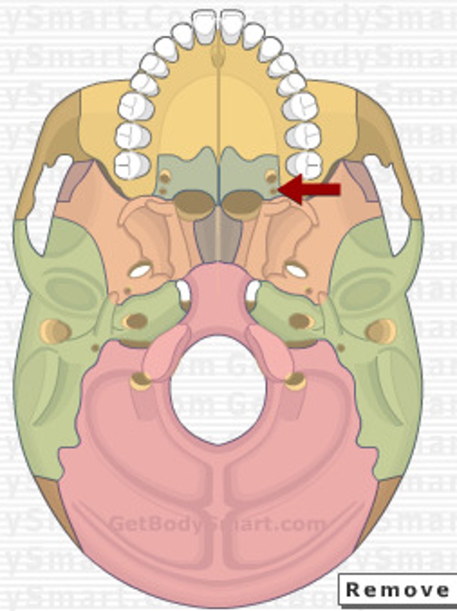 knowt flashcard image