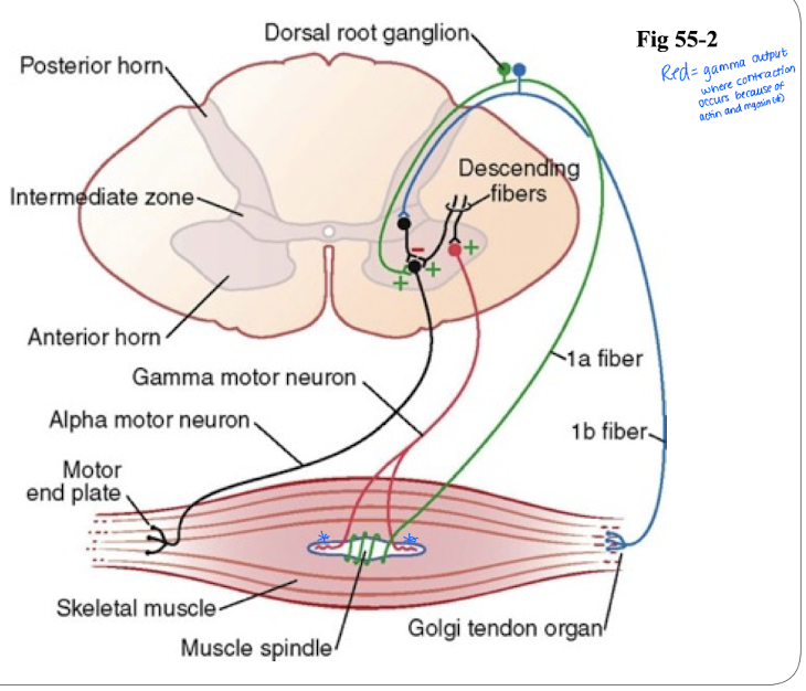 <p>Sensory receptor providing information regarding muscle l<strong>ength or rate of change of length.</strong></p>
