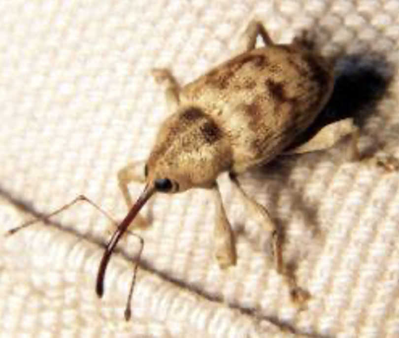 <p>Often confused with anobiid attack. Adults also cause wood damage. Upon inspection, adults and larvae are usually present (long snout).</p>