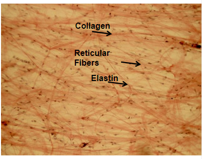 <p>structure: collagen, elastin, retuclar fibers loosel arranged in the EM</p><p>location: widespread throughout body, organs, surrounding capillaries, between tissues</p><p>function: acts to anchor skin to underlying tissues and also to anchor tissues together</p>