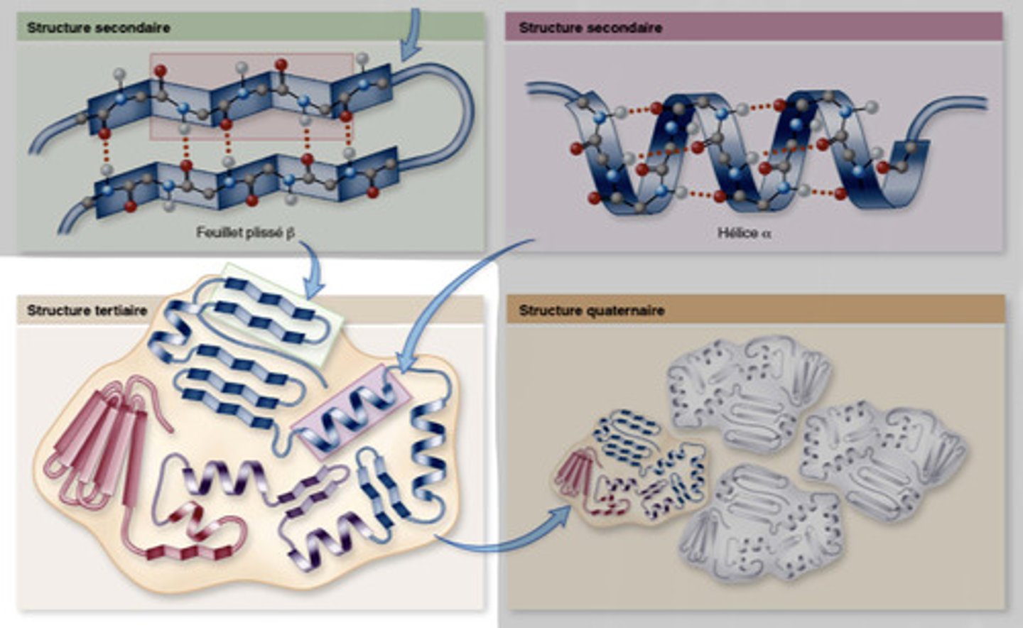 <p>Deuxième niveau de repliements : donne la forme finale du polypeptide</p>