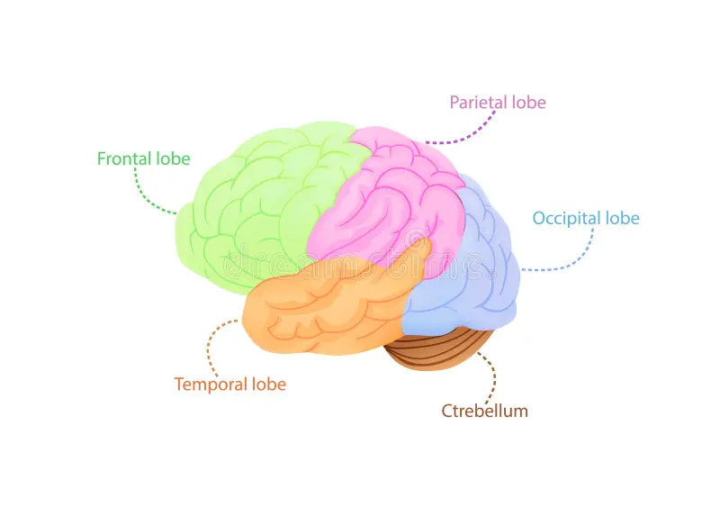 <p>parietal, frontal, occipital, temporal</p>