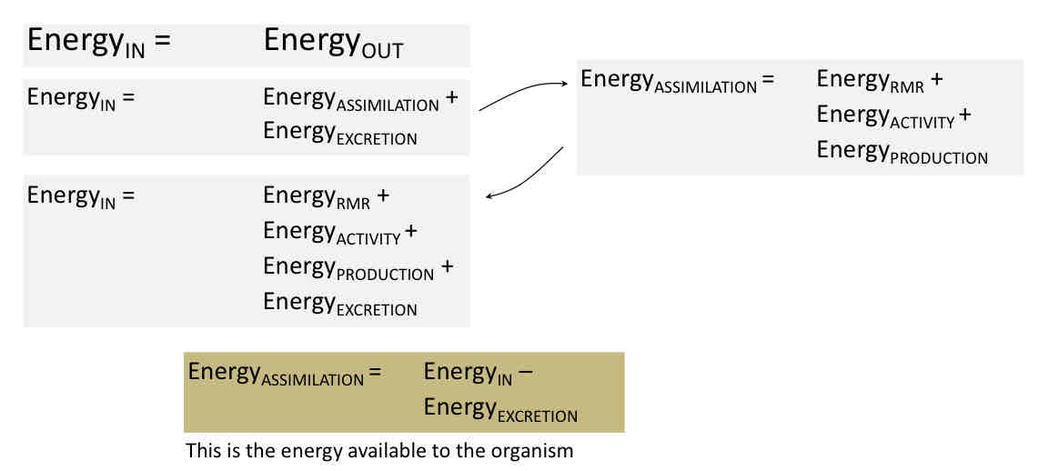 <p><strong>Energy in = Energy out</strong></p><p><strong>Energy in = </strong>Energy assimilation (what gets used by organism) + Energy excretion</p><p><strong>Energy assimilation = </strong> Energy rmr (resting metabolic rate) + Energy activity (reproduction, thermoregulation) + Energy production (stored by organism)</p><p><strong>Energy assimilation = </strong>Energy in - Energy excretion </p>