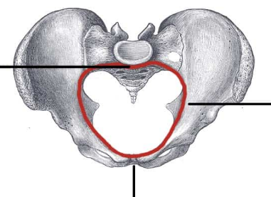 <p>What is this red line? What two points makes up this border (top part of line and bottom part of line)?</p>