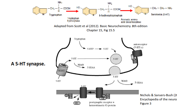 <p>Serotonin is synthesised from tryptophan in the presynaptic neuron and stored in synaptic vesicles. When an action potential arrives, it is released into the synaptic cleft, where it activates GPCRs on the postsynaptic cell. Excess 5-HT is either degraded by MAO or taken back up by the presynaptic terminal via the serotonin transporter (SERT).</p>