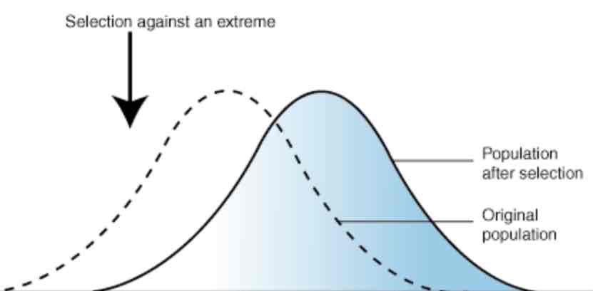 <p>When the environment favours those individuals with characteristics on one of the extremes over the other, over time this will become the most common characteristic</p>