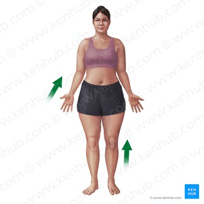 <p>nearest point of attachment to limb or structure</p>