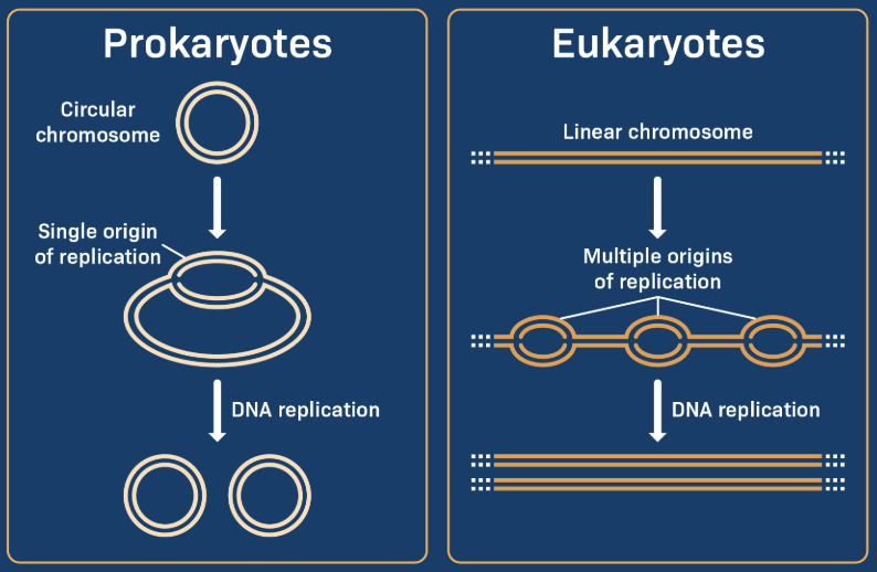 <p>The shape of eukaryotic chromosomes (like human DNA). Contrasted with the circular chromosome of a prokaryote (bacteria).</p>