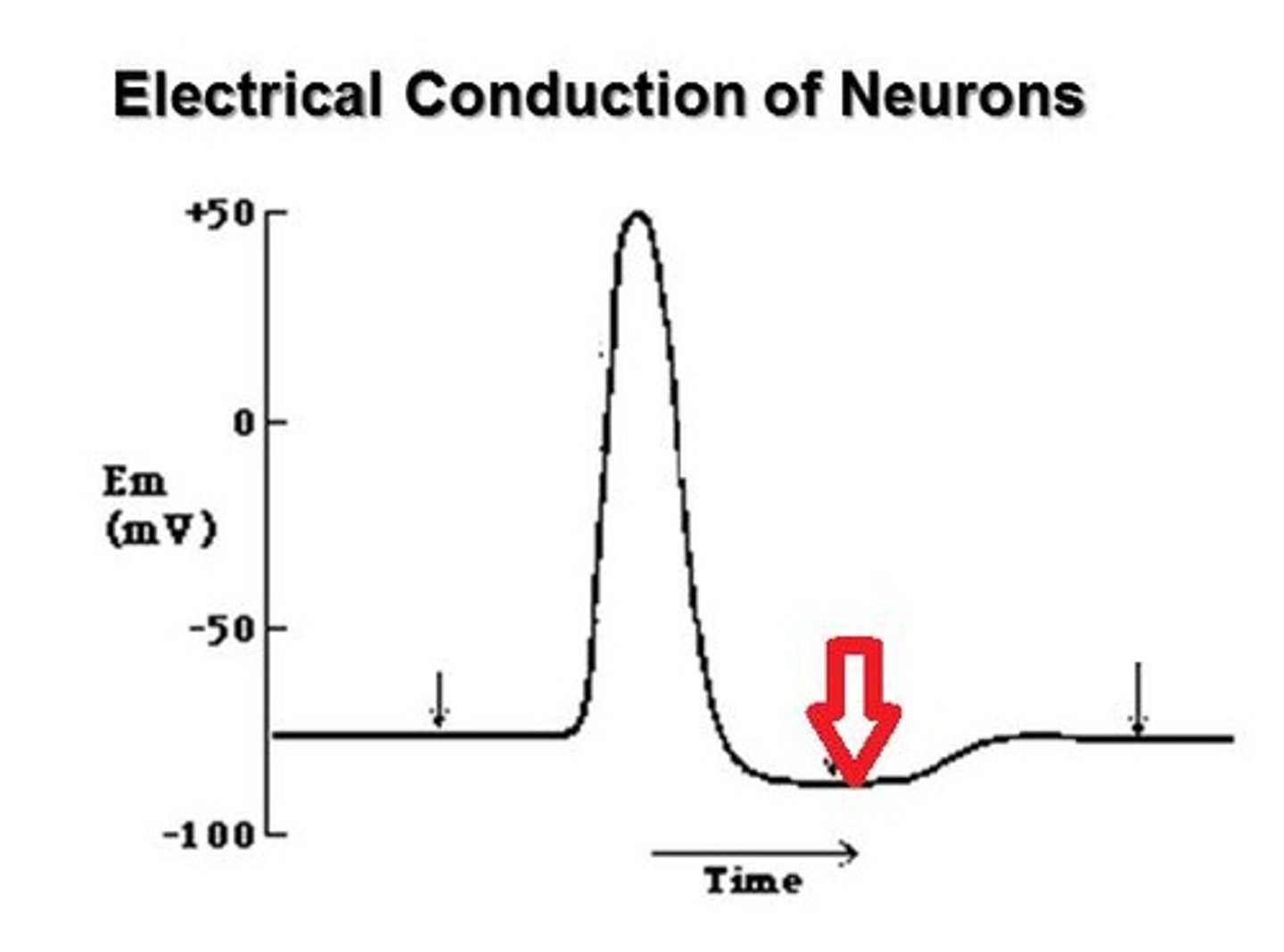 <p>K+ channel remains open and K+ continues to move out of cell, -75 mV, pump closed</p>