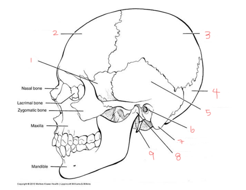 <p>9</p>