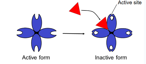 <p>substrate binds to allosteric site and stabilizes the enzyme shape so that the active sites are closed/inactive</p>