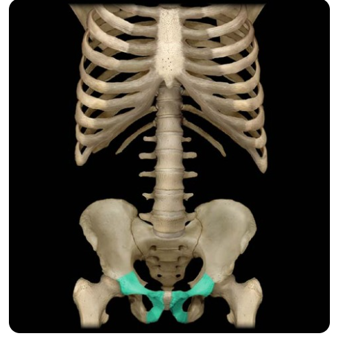 The medial anterior portion of the pelvis