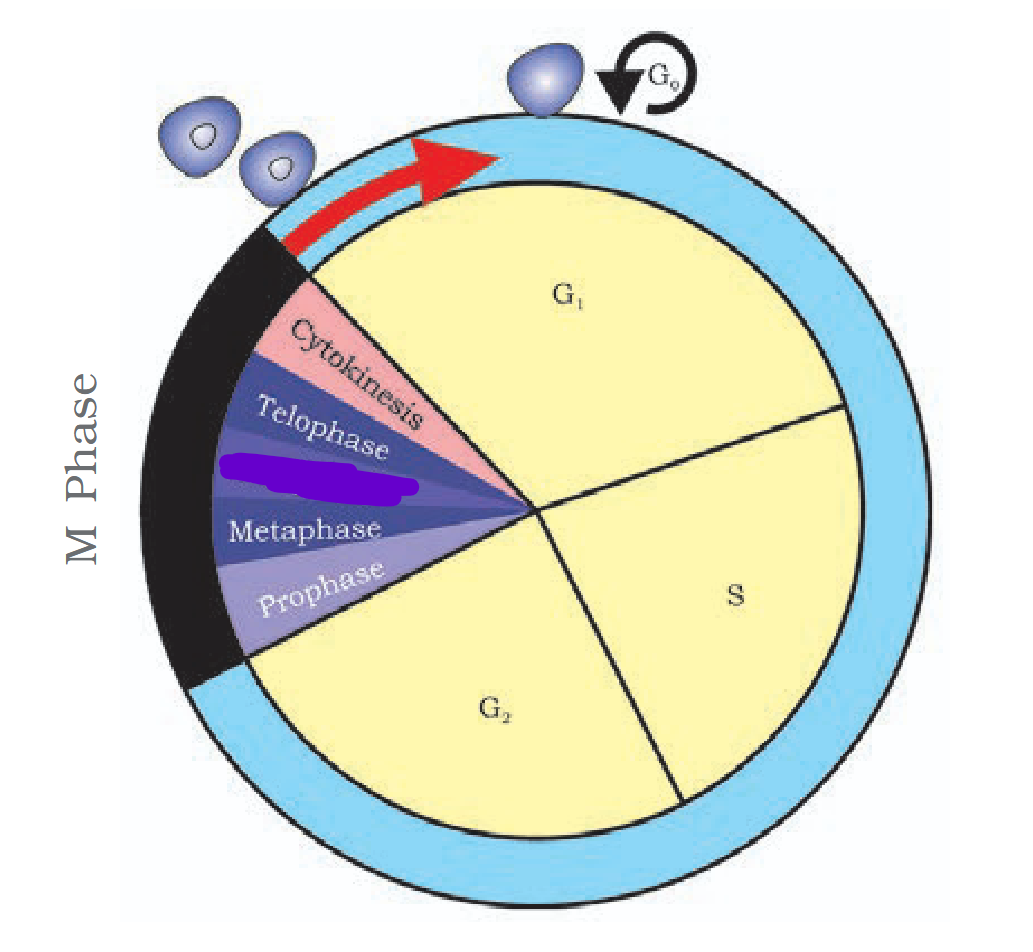 <p>What is the censored part termed?</p>