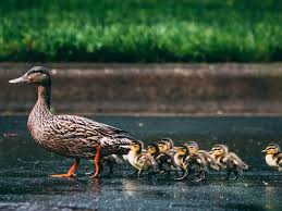 <p><span>the process by which certain animals form strong attachments during early life.</span></p>